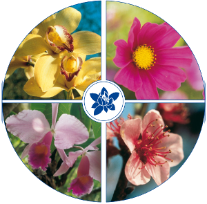 Pink yarrow Flower Essence - PHI Essences