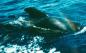 Preview: Pendentif "Baleine" - Pilotwal Anhänger