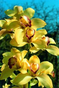 Esencias de Orquídeas - PHI Essences