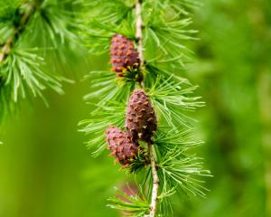 Modřín - Larch