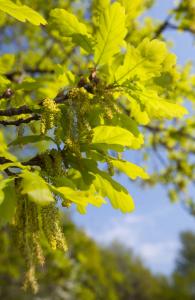 QUERCIA - Oak