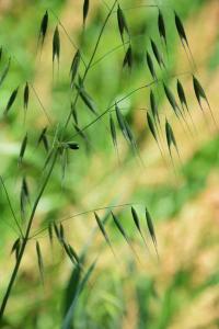 Fleurs de Bach Elixirs Avoine Sauvage / Wild Oat