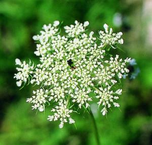 Wild carrot - Wilde Möhre