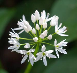 Wild Garlic - Bärlauch