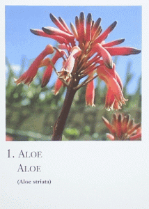 African Canarian Islands Flower Cards 20 Pieces