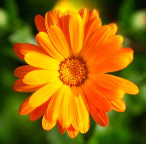 CALENDULA - Ringelblume