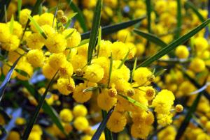 Citlivka stydlivá - Mimose