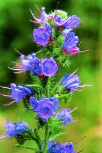 Common viper's bugloss / Natternkopf