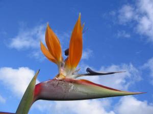 Strelicie královská - Paradiesvogelblume