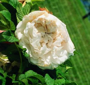 Esencia de Rosa manzana híbrida »Souvenir de Philemon Cochet«
