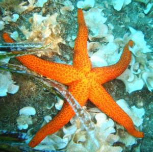 Esencia de Estrella de mar - Seestern