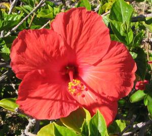 Chinese hibiscus / Roseneibisch