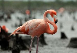 Flamingo