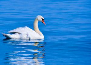 Esencia de Cisne - Schwan