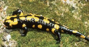 Salamandra - Feuersalamander