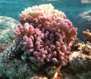 Coral de capuz