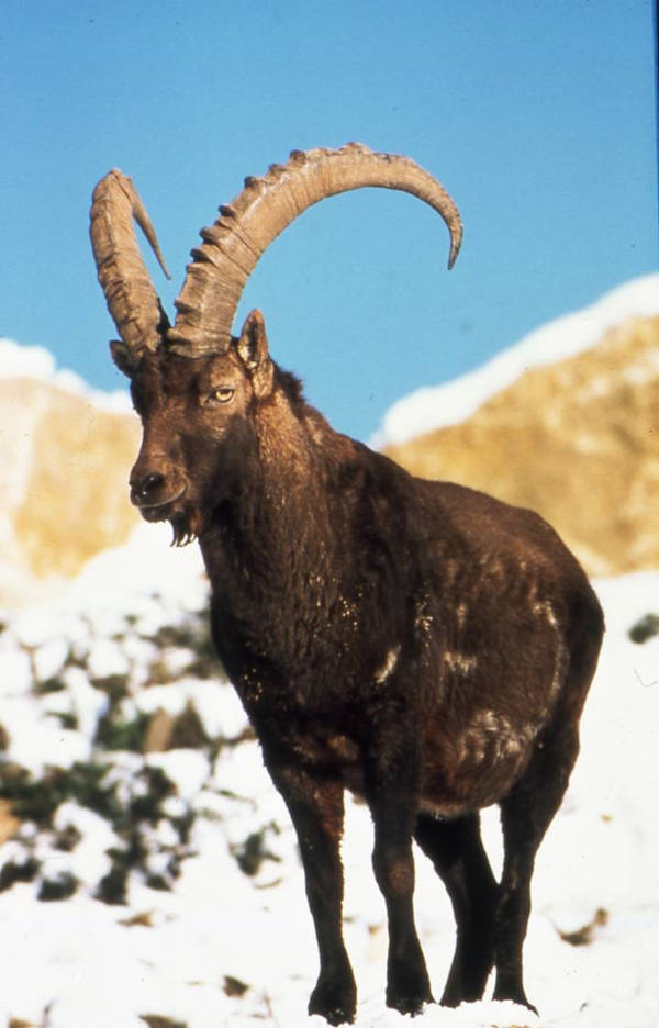 Goat / Ibex Essence - PHI Essences