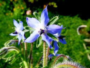 Borage Flower Essence