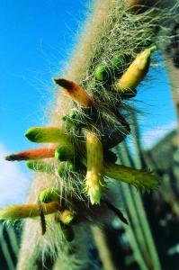 Inner Cleansing cactus