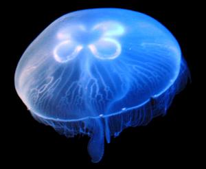 Jellyfish - Qualle