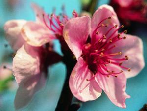 Almond tree - Mandelbaum