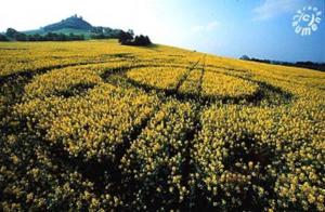 54.) Rapeseed Formation, Desenberg, D (2002)