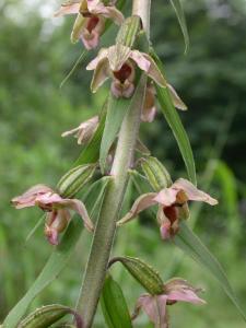 Epipactis helleborine