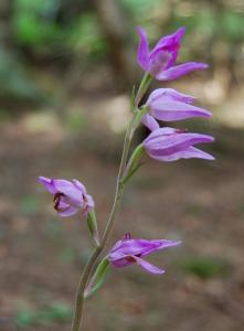 Cephalanthère rouge - Rotes Waldvögelchen