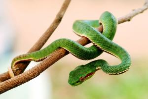 Esencia de Serpiente - Schlange