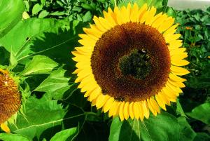Slunečnice roční - Sonnenblume