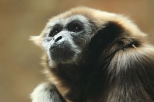 Gibbon