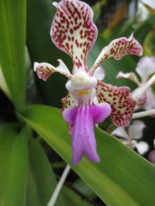 ORCHIDEA DEL DIVERTIMENTO - Fun Orchid