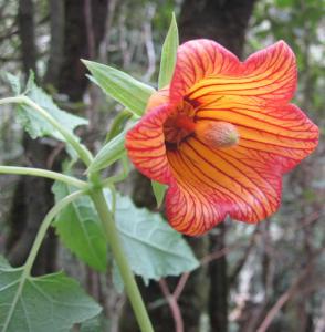 Elixir de CAMPANULE GRIMPANTE DES CANARIES - Kanarische Kletterglockenblume