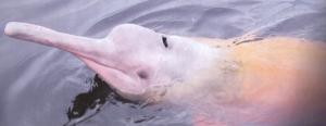 Pink Amazon Dolphin Essence