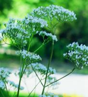 Esencia de Valeriana - Baldrian