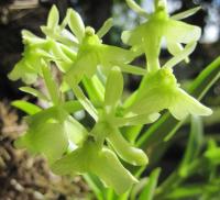 Orchidée verte - Green Orchid
