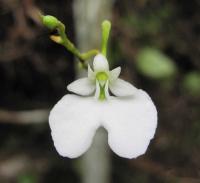 Orchidée Fantôme