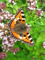 FARFALLA VANESSA DELL'ORTICA - Schmetterling