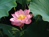 Lotus indický