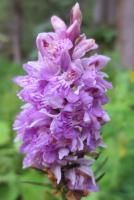 Orchis - Männliches Knabenkraut